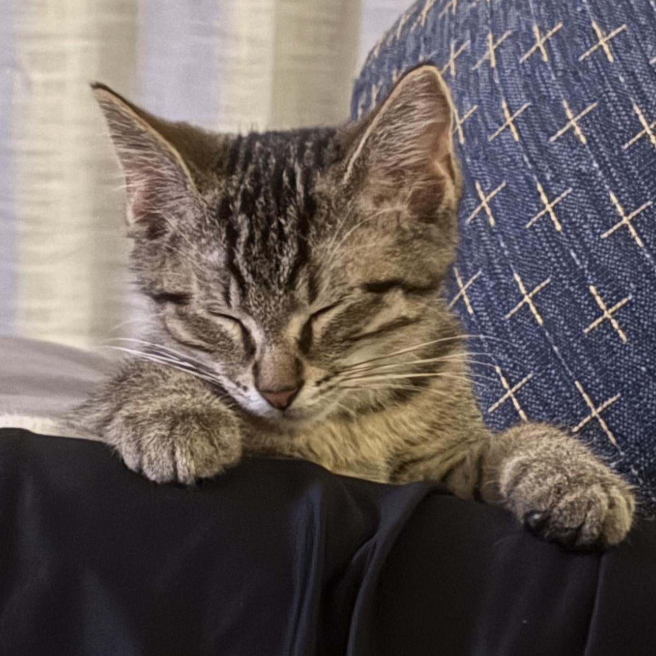 Enlarge Cove, a Adopted Domestic Short Hair in Lees Summit, MO image 2/2