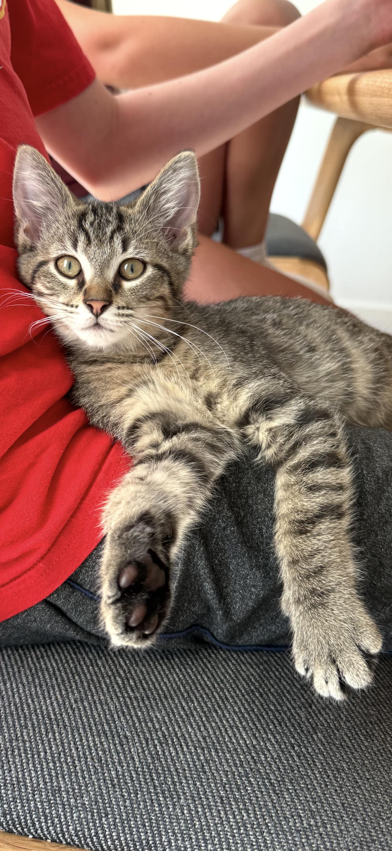 Enlarge Cove, a Adopted Domestic Short Hair in Lees Summit, MO image 1/2