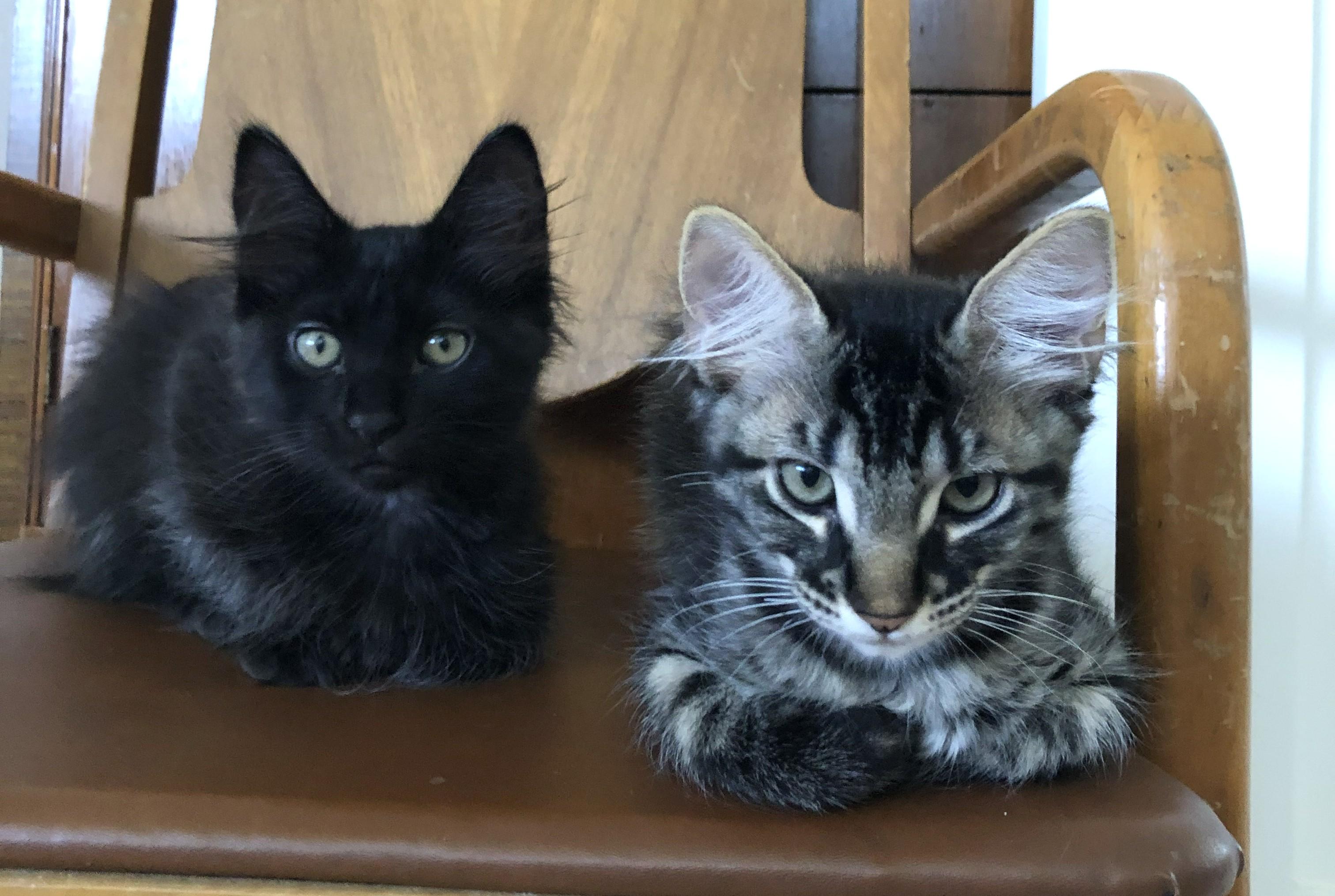 Wolfie, an adopted Domestic Medium Hair in Mission Viejo, CA image 5/5