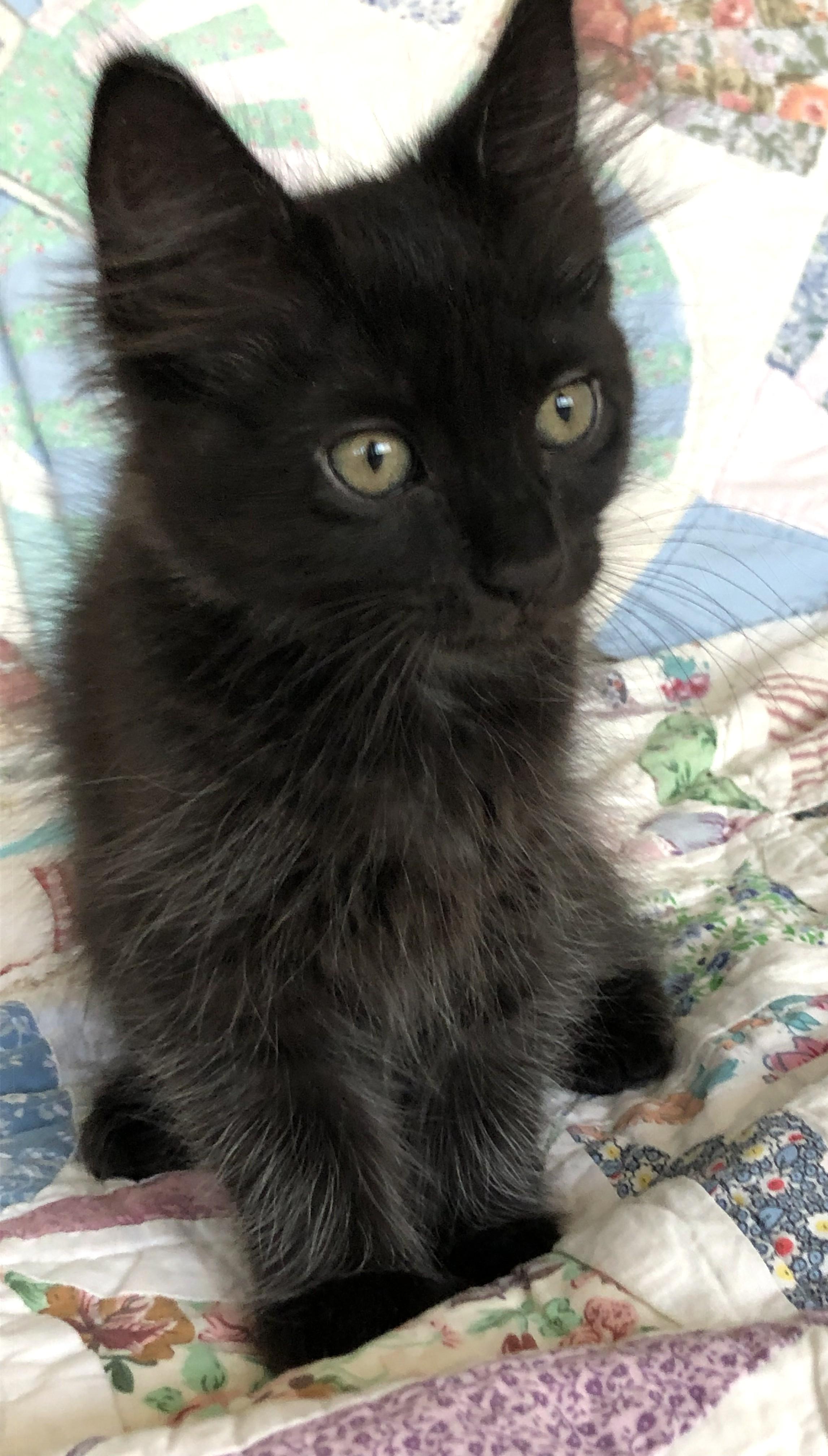 Wolfie, an adopted Domestic Medium Hair in Mission Viejo, CA image 3/5