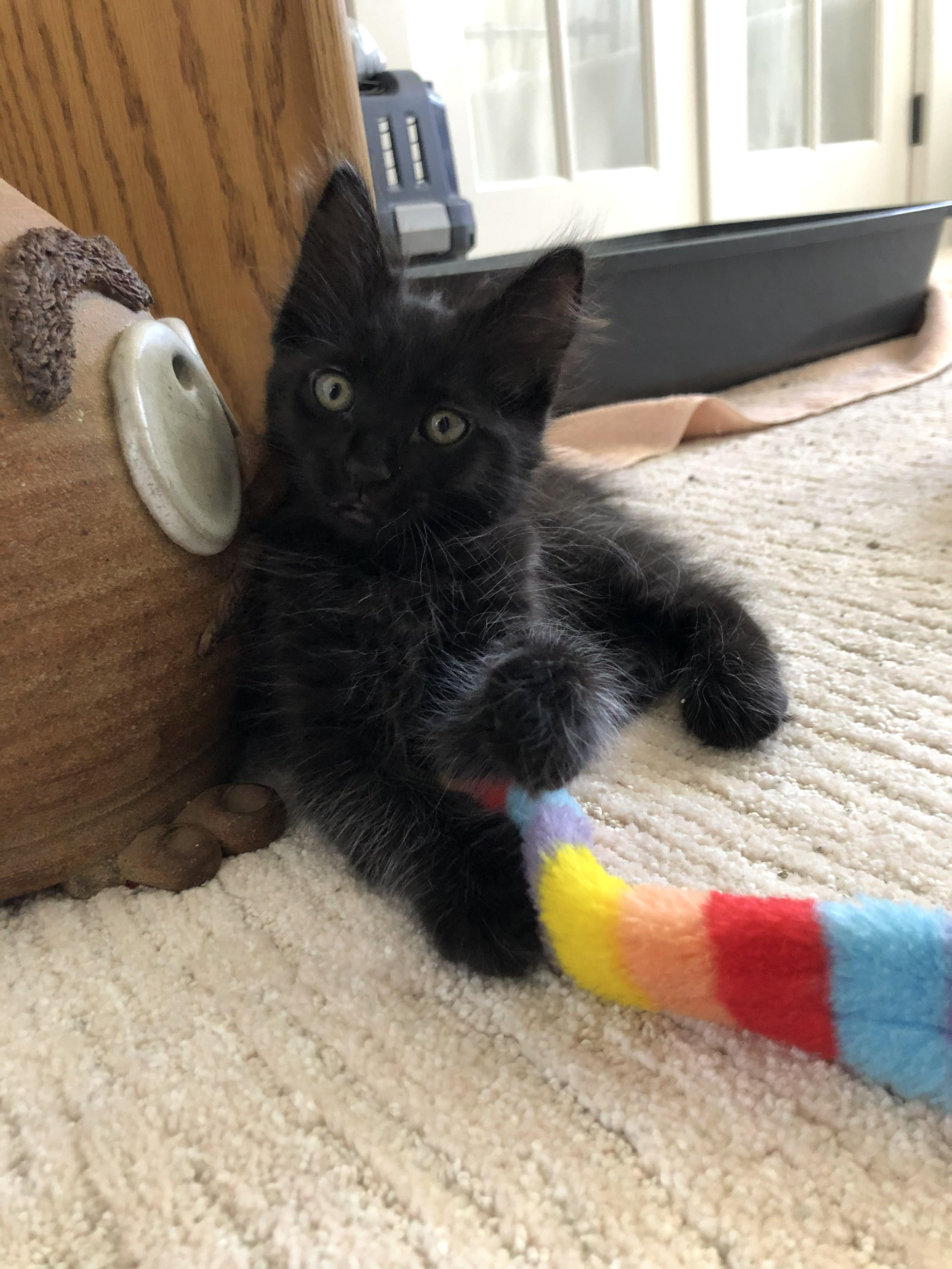 Wolfie, an adopted Domestic Medium Hair in Mission Viejo, CA image 1/5