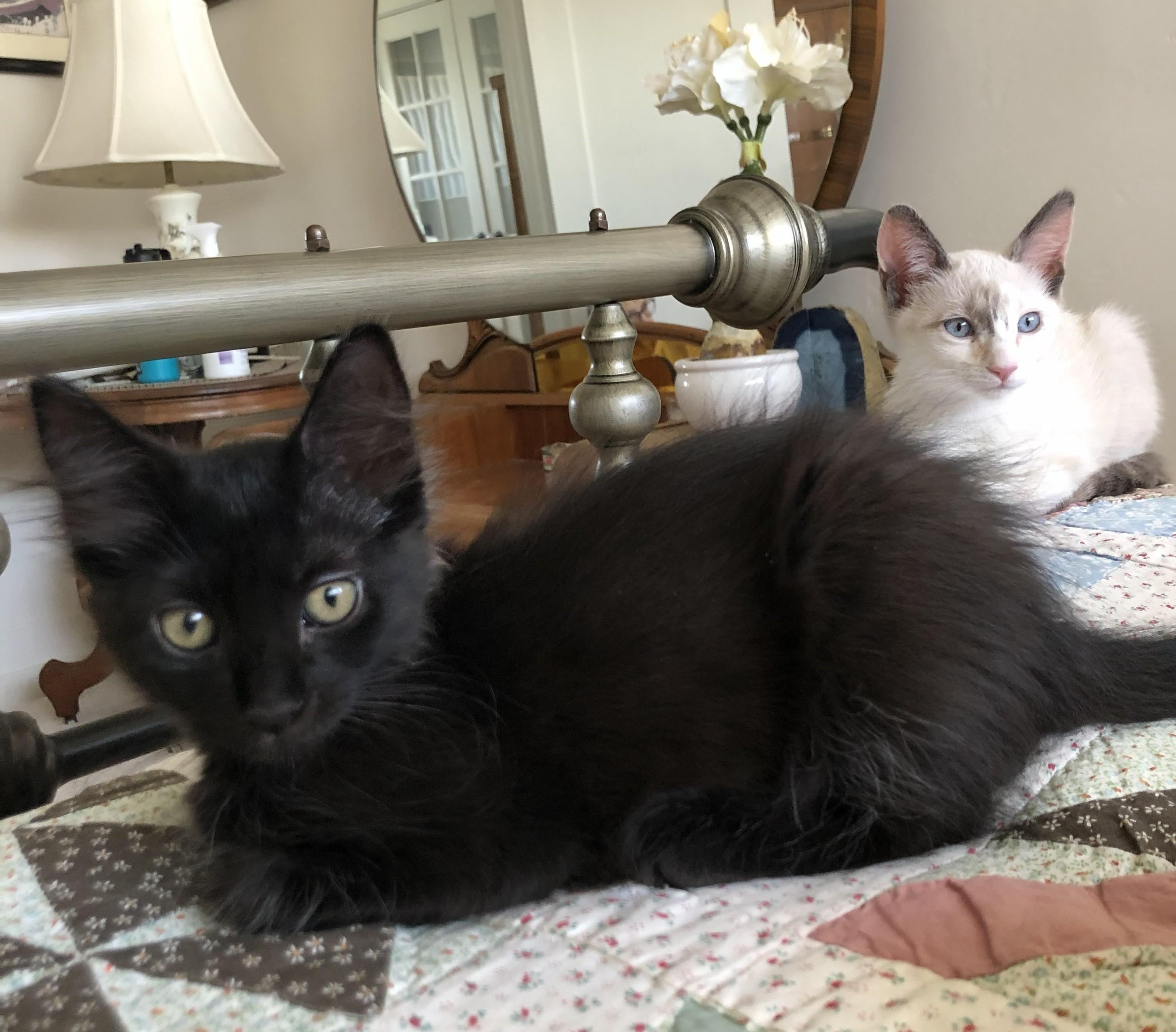 Wolfie, an adopted Domestic Medium Hair in Mission Viejo, CA image 4/5