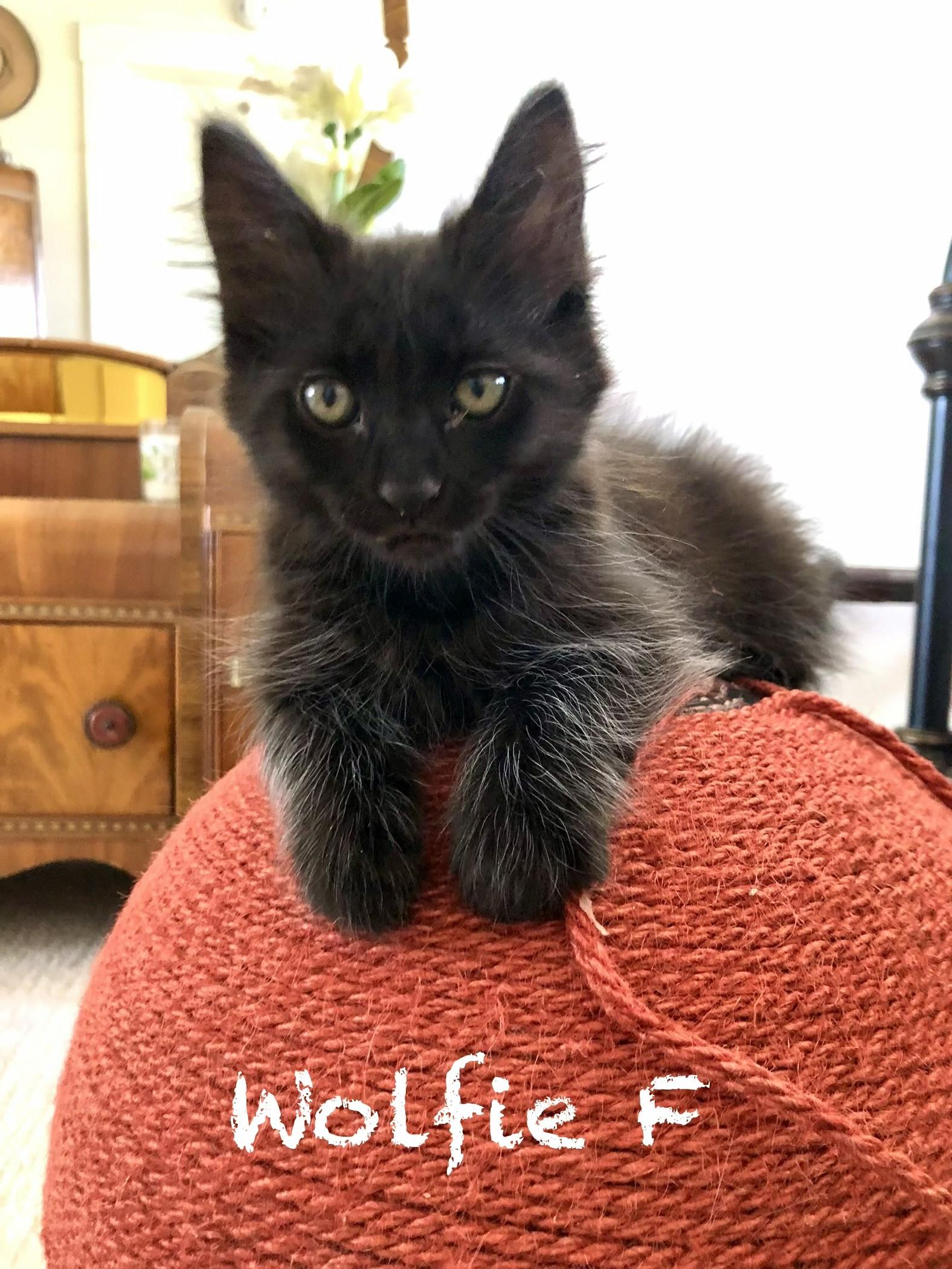 Wolfie, an adopted Domestic Medium Hair in Mission Viejo, CA image 2/5
