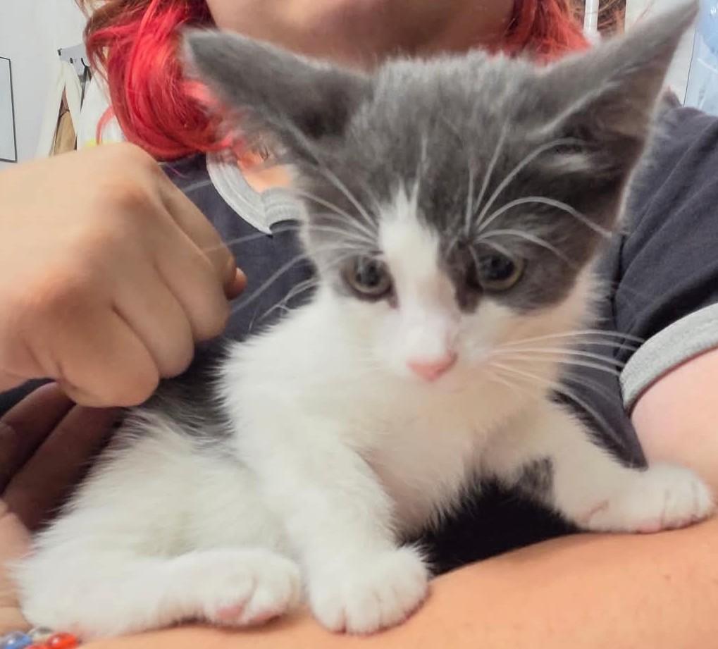 Peregrine, Adoptable, Kitten Male Tuxedo & Domestic Medium Hair.