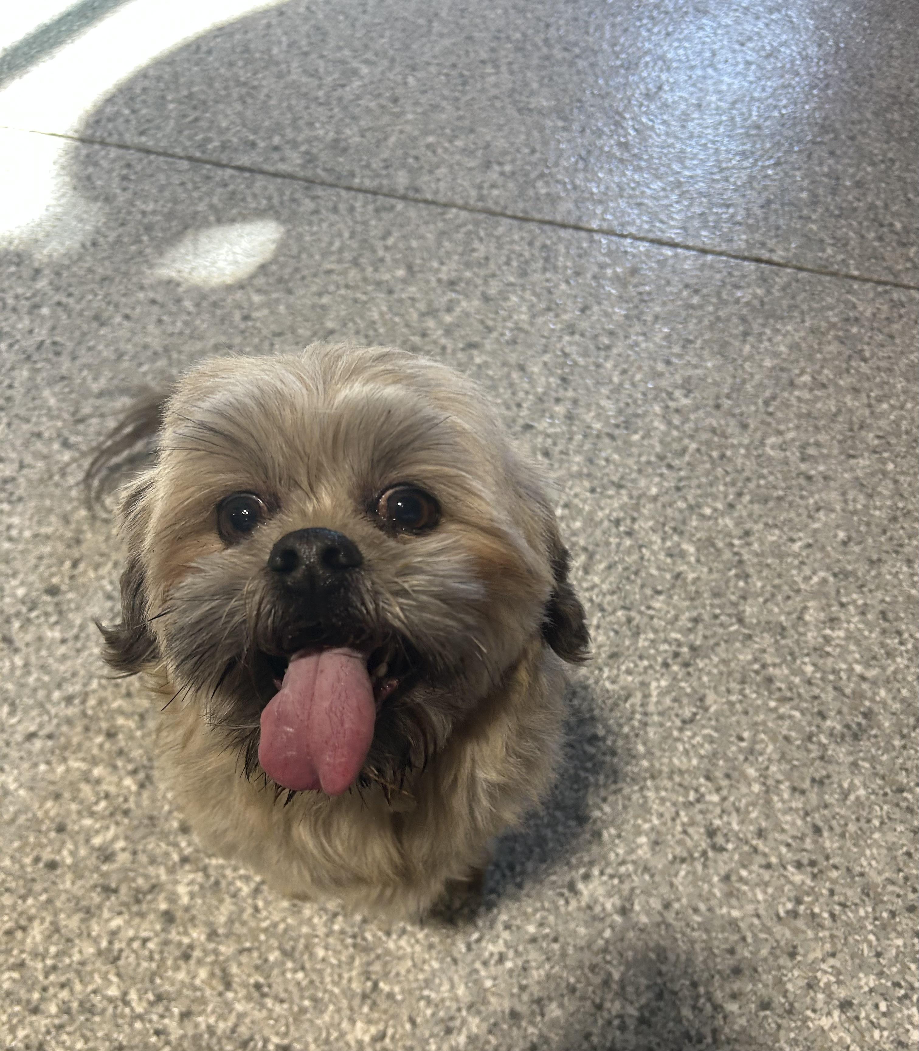Zorro. Nice dog. Chill! , Adoptable, Adult Male Lhasa Apso.
