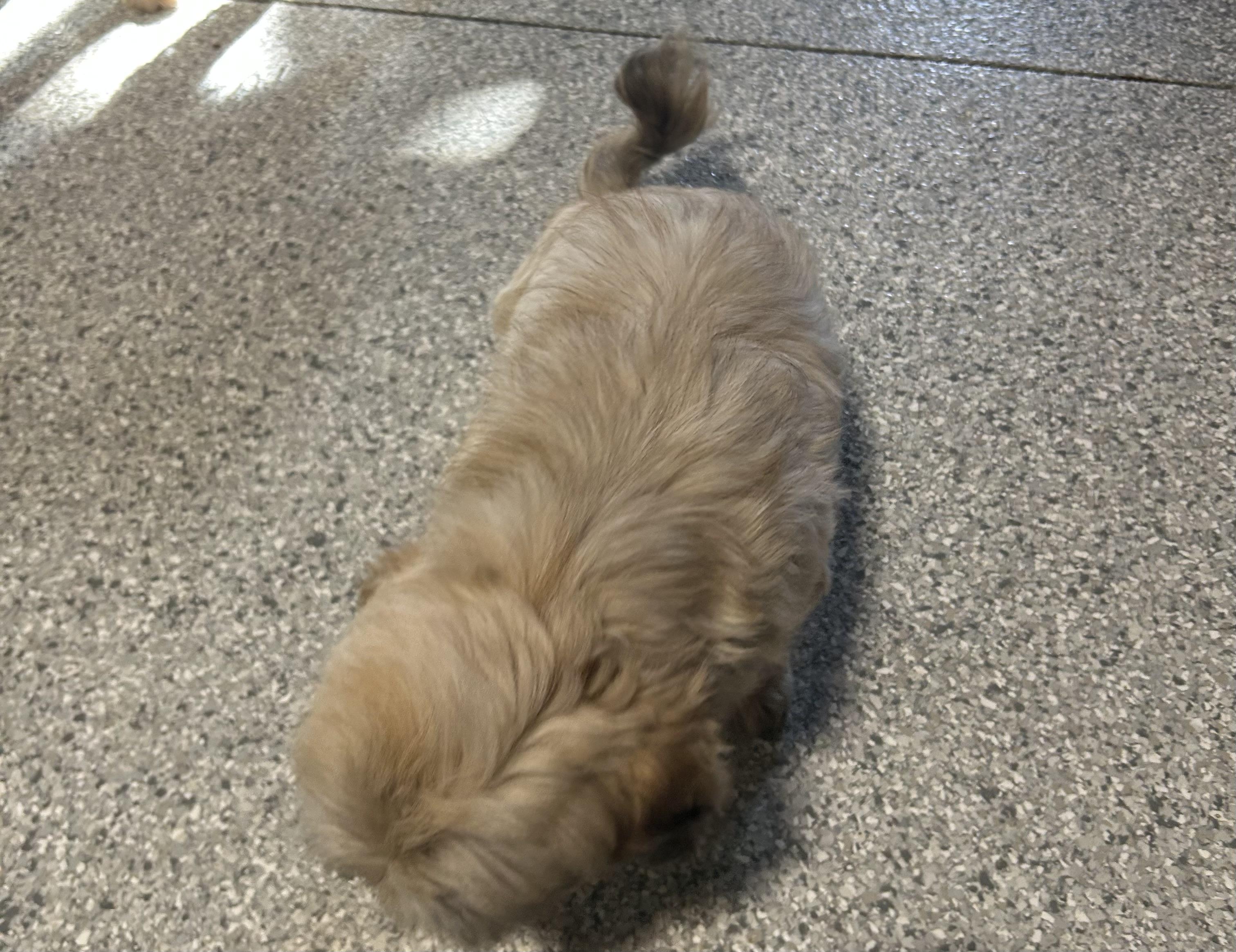 Enlarge Zorro. Nice dog. Chill! , a Adoptable Lhasa Apso in Maumee , OH image 2/3