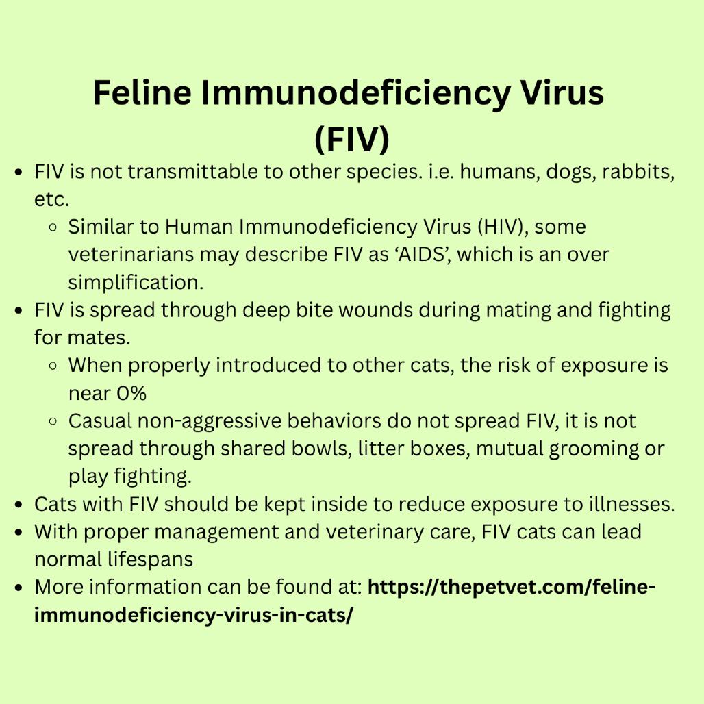 Enlarge Trimble, a Adoptable Domestic Short Hair in Greenfield, IN image 1/3