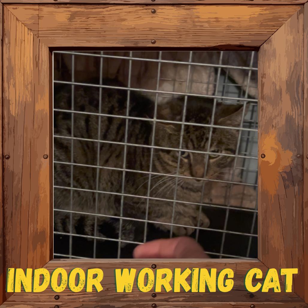 Enlarge Trimble, a Adoptable Domestic Short Hair in Greenfield, IN image 2/3