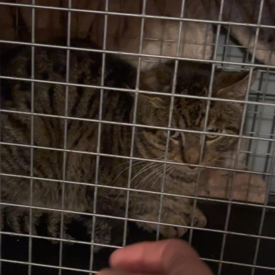 Enlarge Trimble, a Adoptable Domestic Short Hair in Greenfield, IN image 3/3