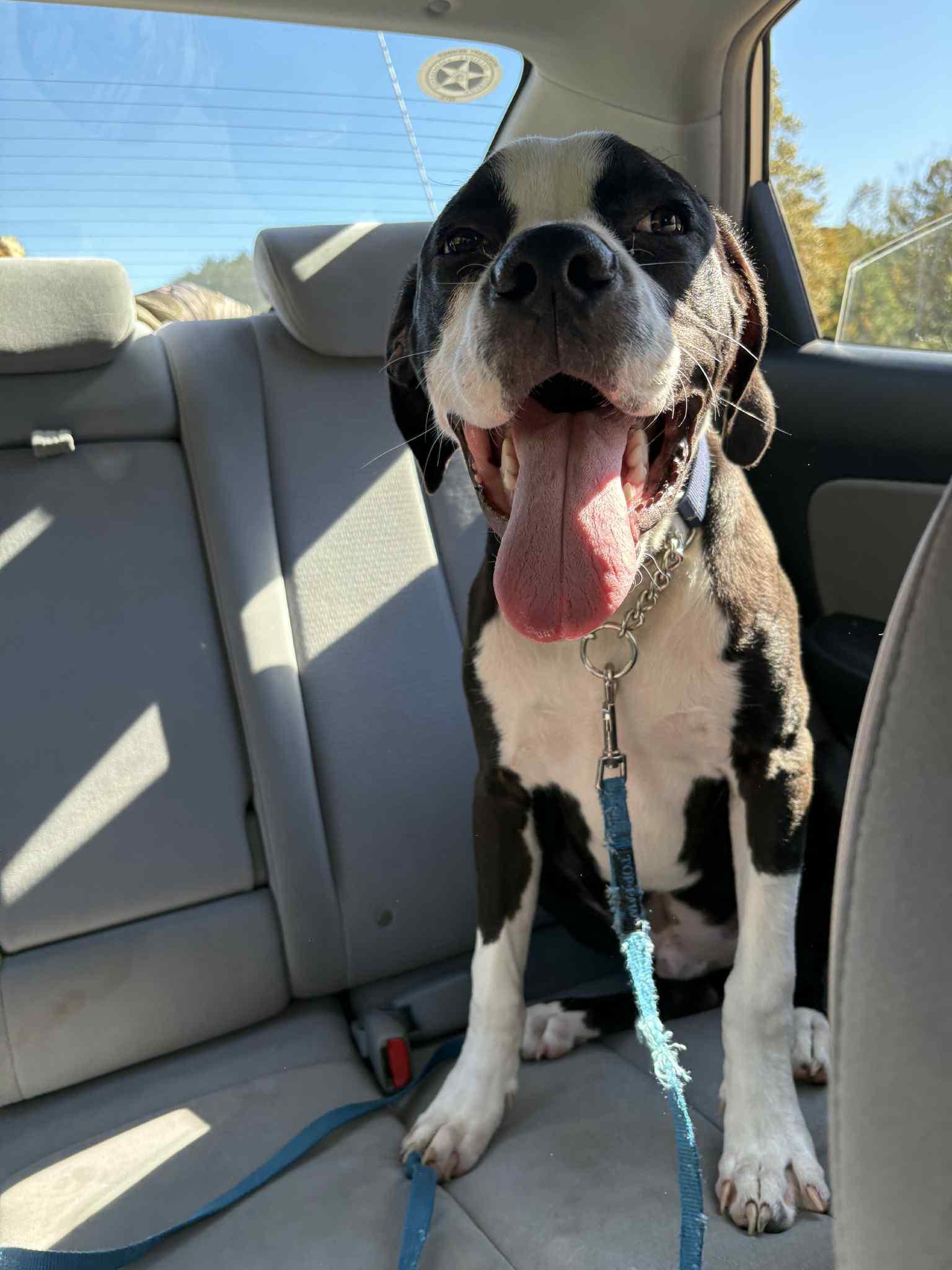 Enlarge Beau, an adopted mixed breed in Gainesville, GA image 2/4