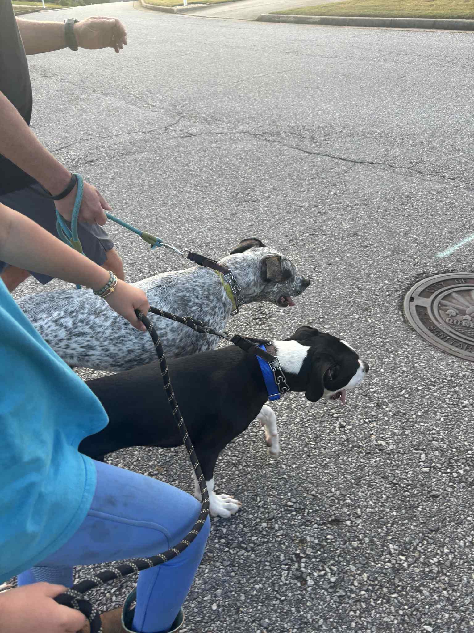 Enlarge Beau, an adopted mixed breed in Gainesville, GA image 4/4