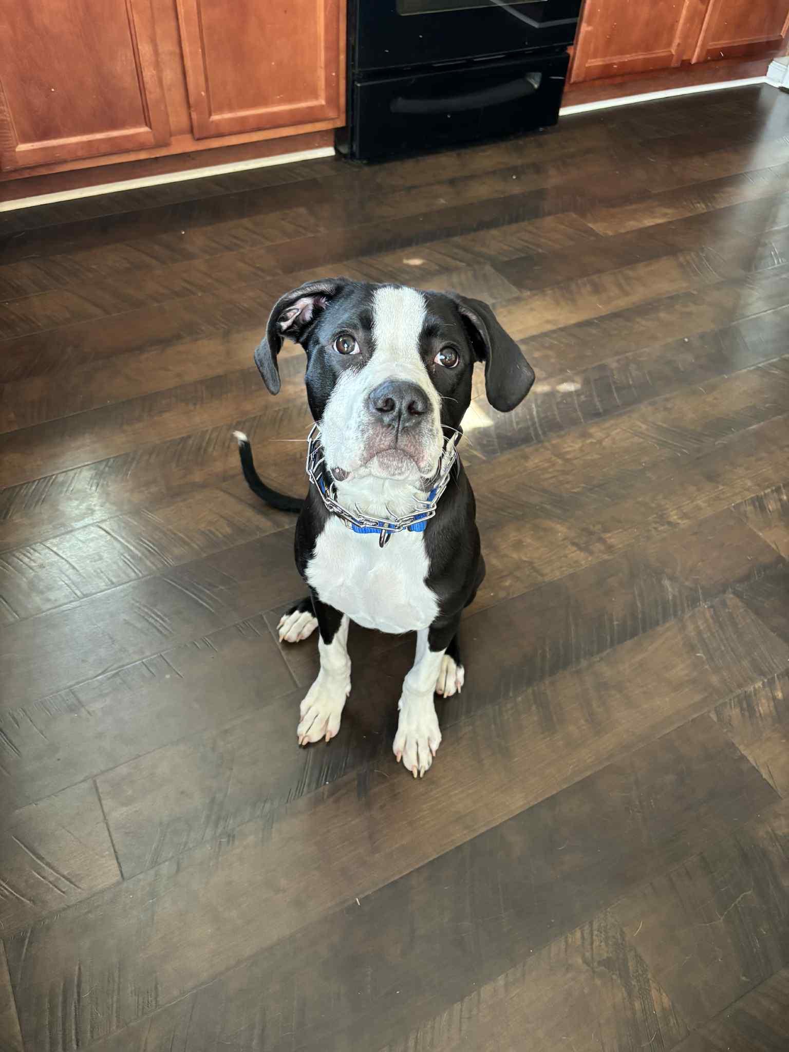 Beau, adopted, Puppy Male Boxer.