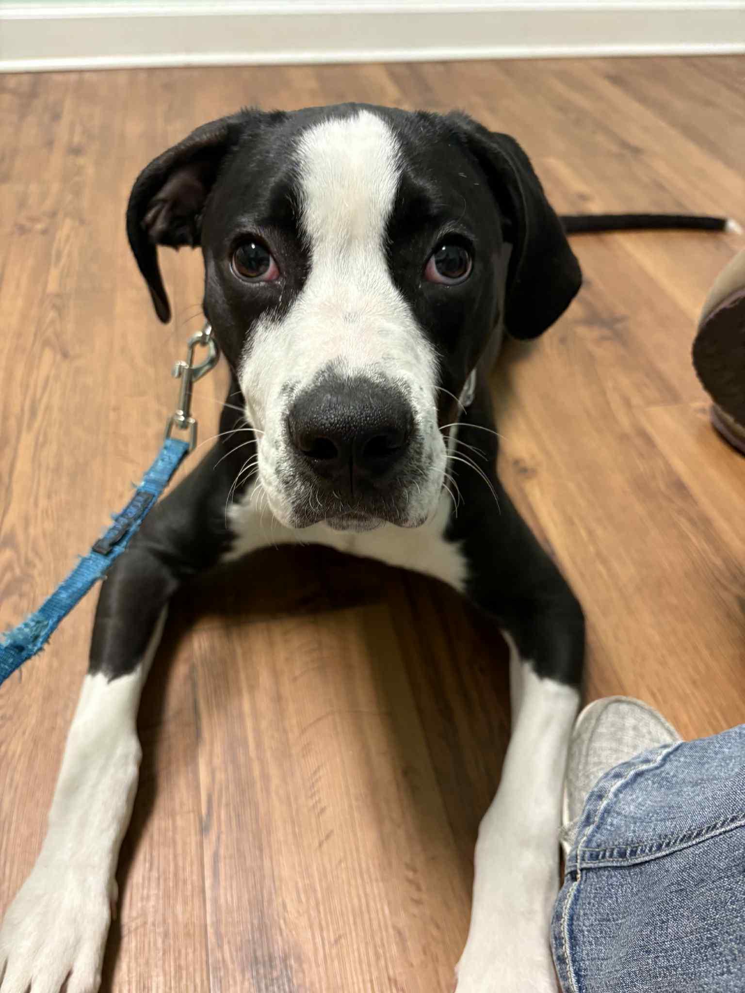 Enlarge Beau, an adopted mixed breed in Gainesville, GA image 3/4