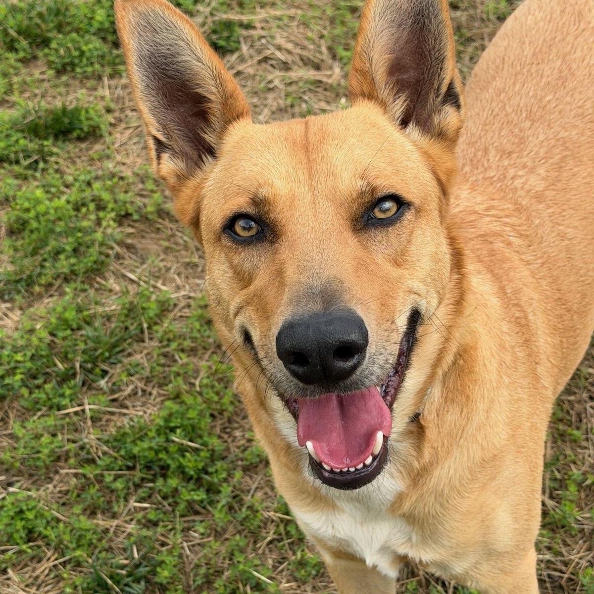 Chico (ID 38898), an adoptable mixed breed in Manassas, VA image 1/2