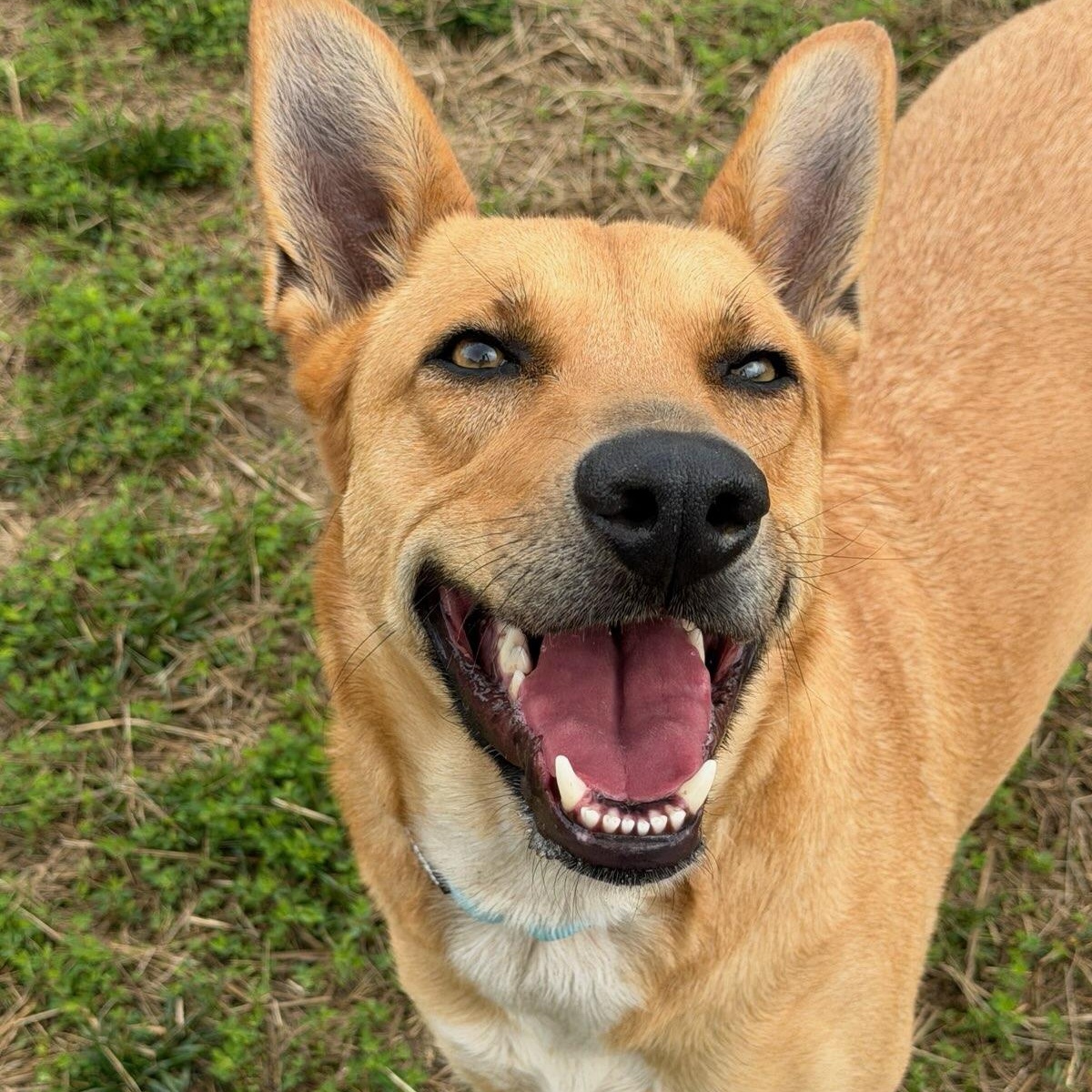 Chico (ID 38898), an adoptable mixed breed in Manassas, VA image 2/2