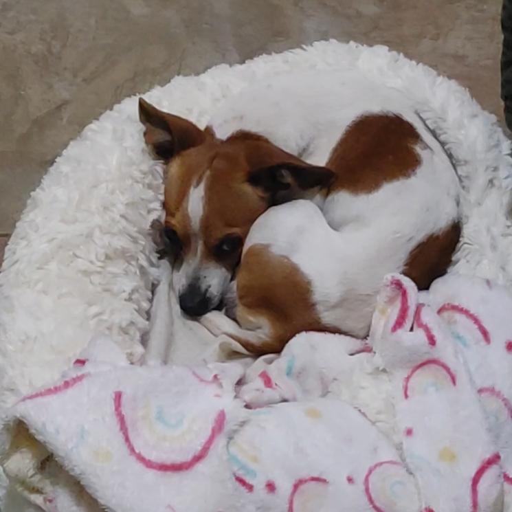 Enlarge Nugget, an adopted mixed breed in Georgetown, TX image 4/6