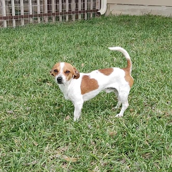 Enlarge Nugget, an adopted mixed breed in Georgetown, TX image 2/6