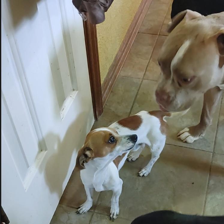 Enlarge Nugget, an adopted mixed breed in Georgetown, TX image 5/6