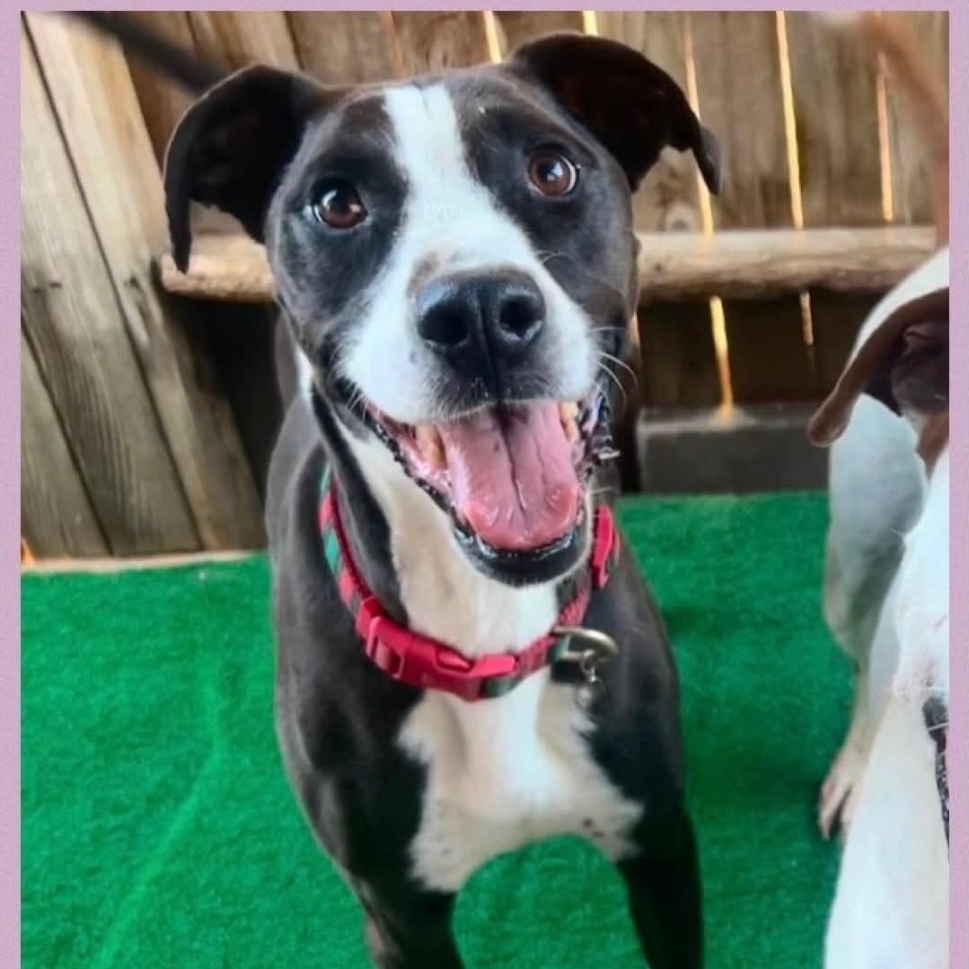 Frankie & Johnny, a Adoptable mixed breed in La Honda, CA image 2/5
