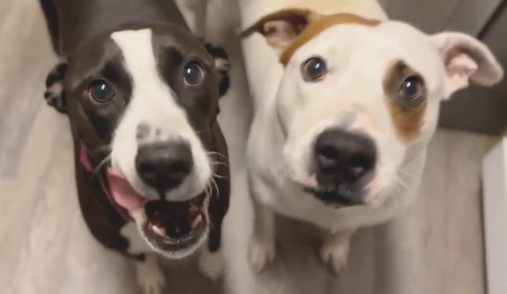 Frankie & Johnny, Adoptable, Senior Female Pit Bull Terrier.