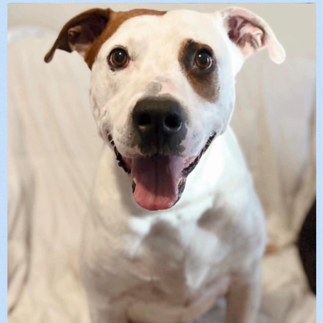 Frankie & Johnny, a Adoptable mixed breed in La Honda, CA image 3/5