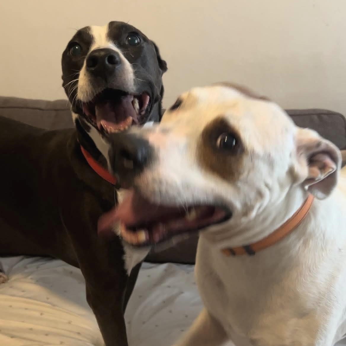 Frankie & Johnny, a Adoptable mixed breed in La Honda, CA image 5/5