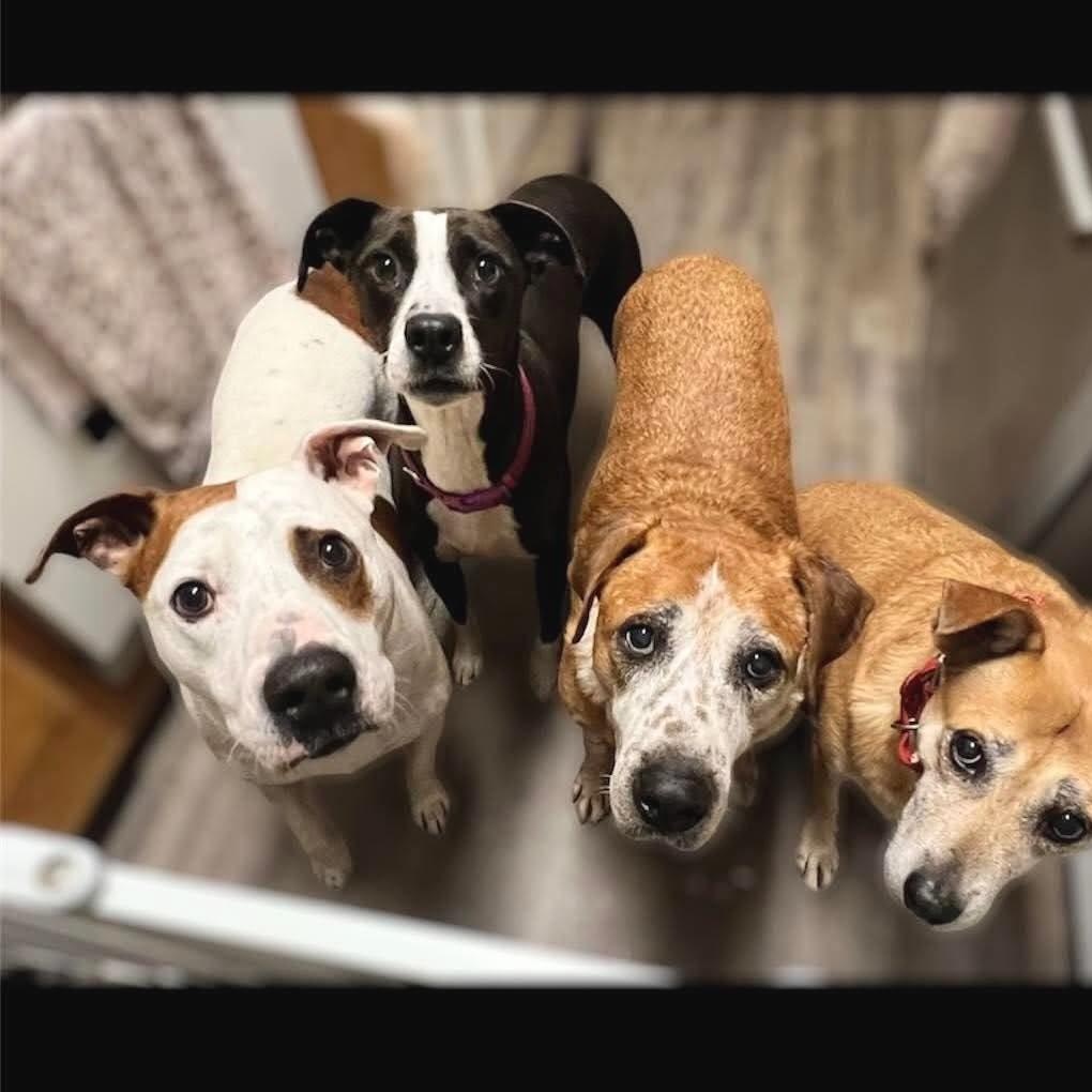 Frankie & Johnny, a Adoptable mixed breed in La Honda, CA image 4/5