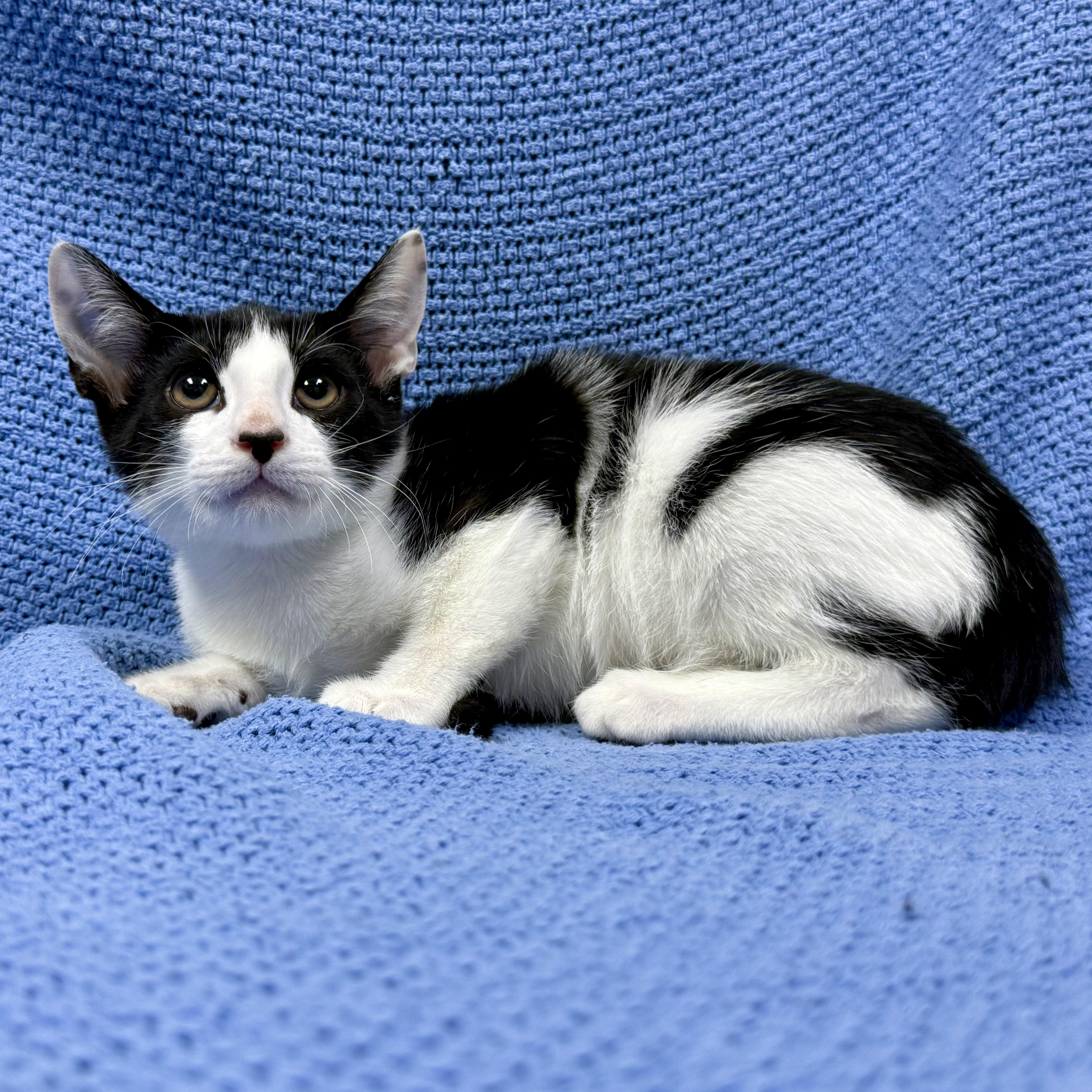 Striker, a ADOPTABLE Domestic Short Hair in Murphysboro, IL image 2/2
