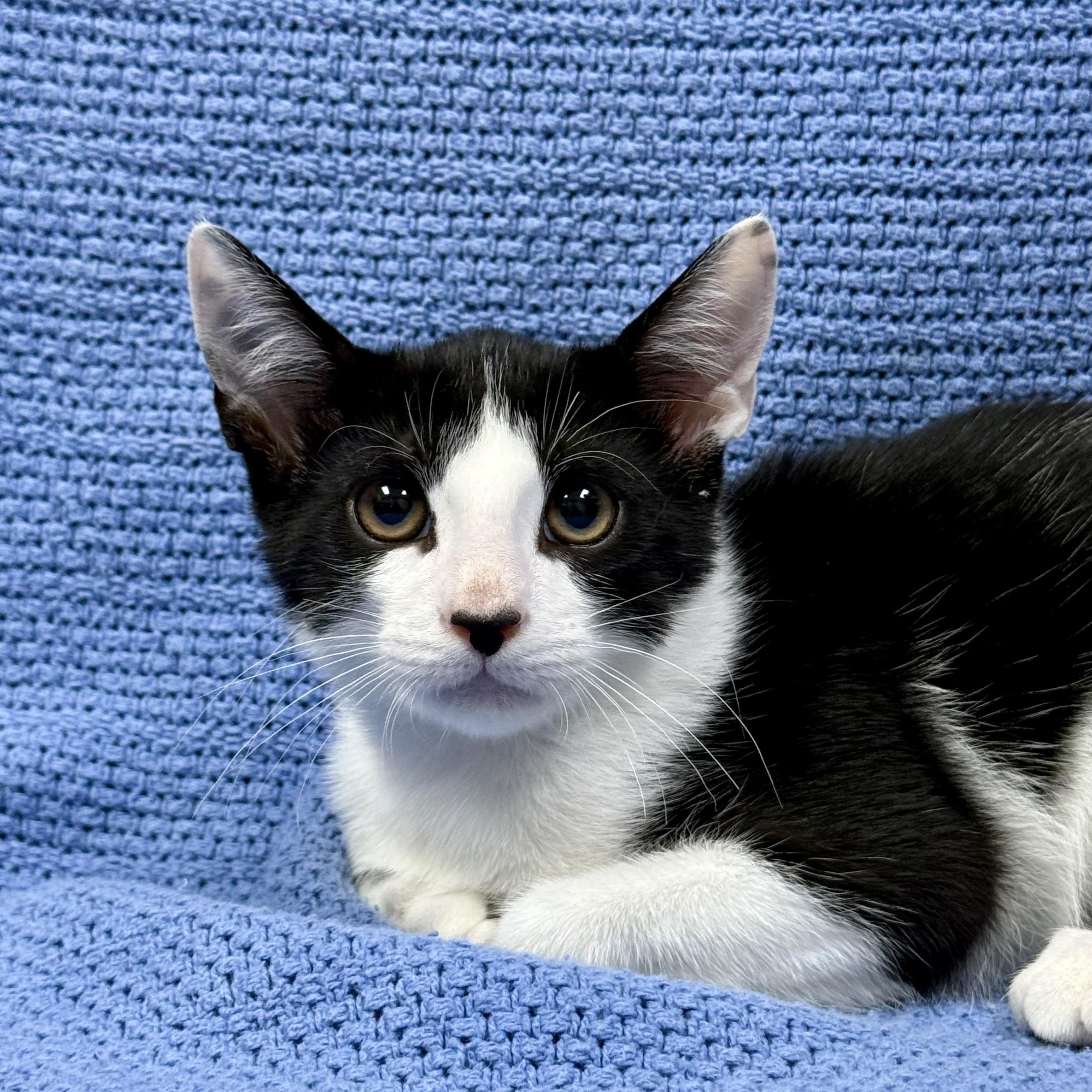 Striker, ADOPTABLE, Kitten Male Domestic Short Hair.