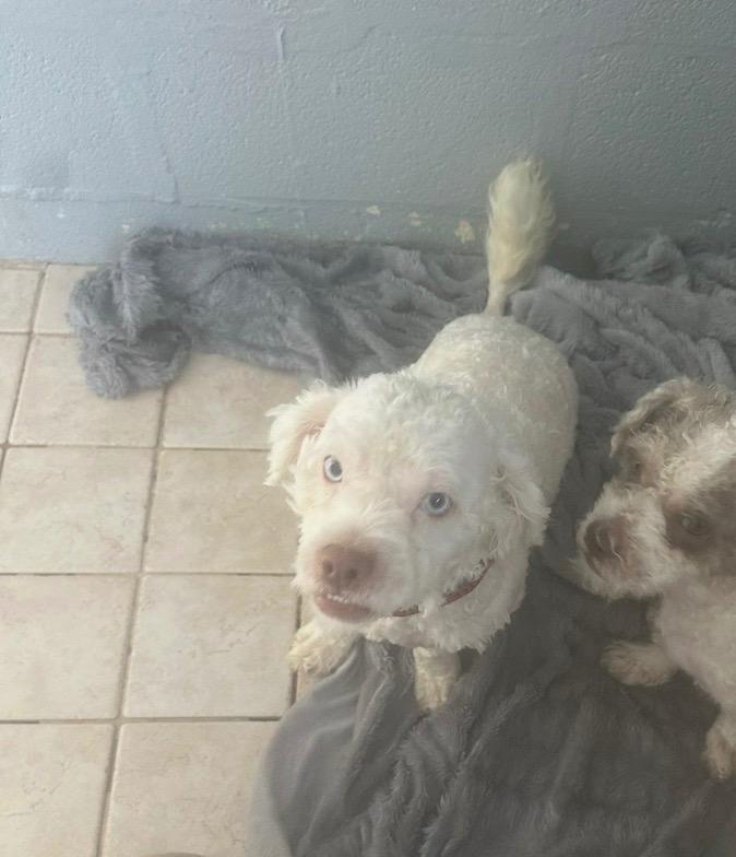 Waffles, Adoptable, Young Male Shih Tzu & Terrier.