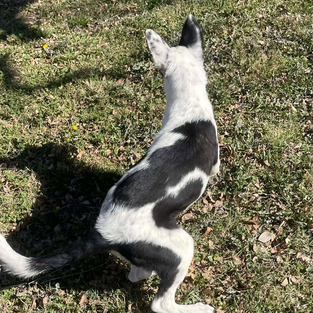 Enlarge Ellie, an adopted mixed breed in Bellingham, WA image 6/6