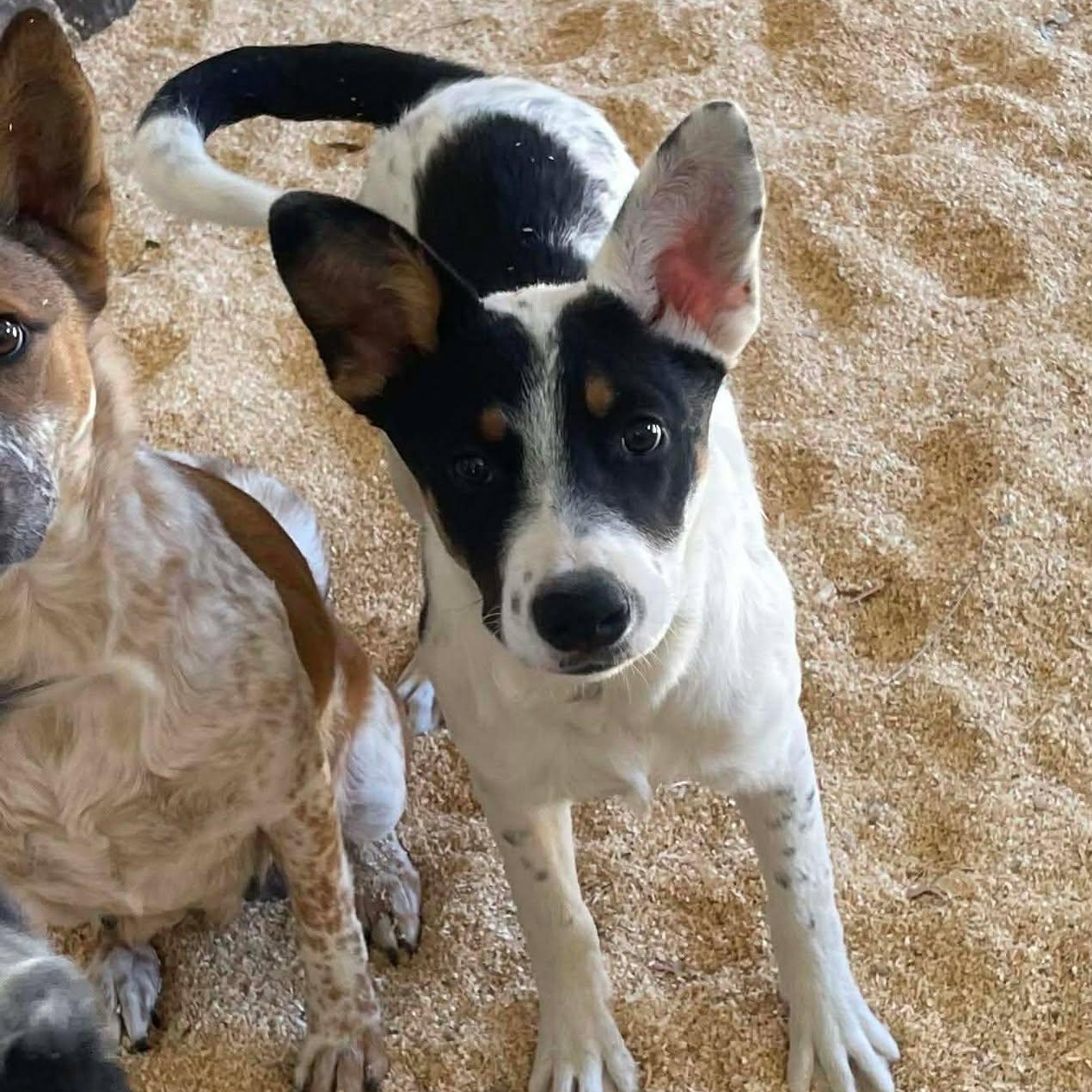 Enlarge Ellie, an adopted mixed breed in Bellingham, WA image 3/6