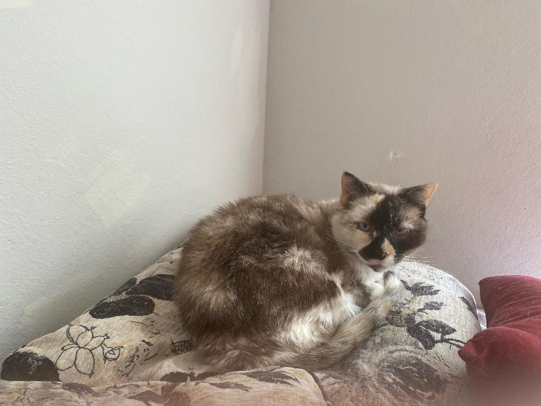 Willow - Older Siamese Mix/Torti -SHORT Term Fost, Adoptable, Senior Female Siamese.