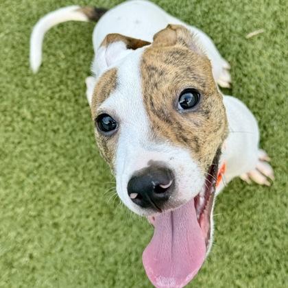 Chloe, Adoptable, Adult Female Mixed Breed & Mixed Breed.