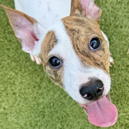 Enlarge Chloe, a Adoptable mixed breed in Largo, FL image 2/3