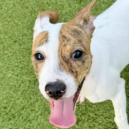 Enlarge Chloe, a Adoptable mixed breed in Largo, FL image 3/3