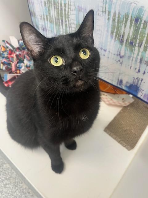 Gotham (ID 48727/3418)