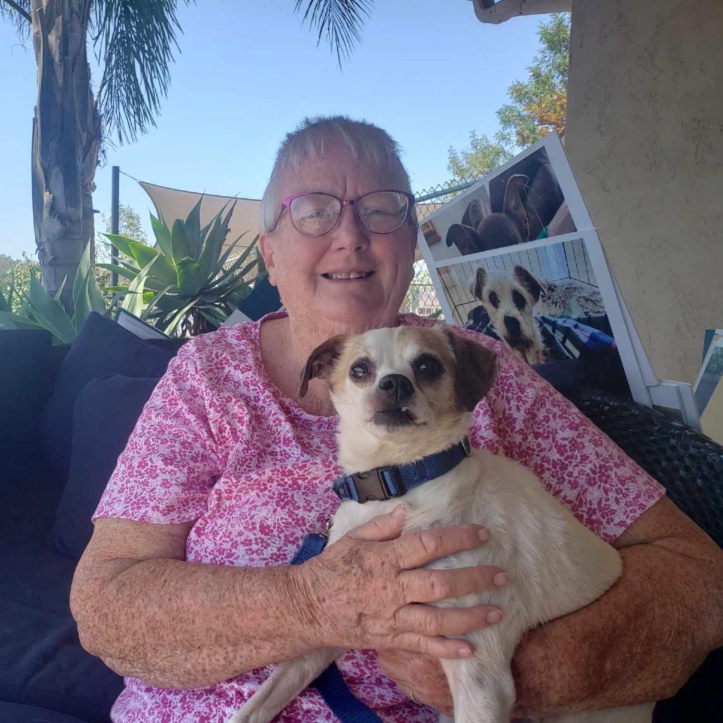 Enlarge Rubicon, a Adoptable Parson Russell Terrier in Ramona, CA image 1/6