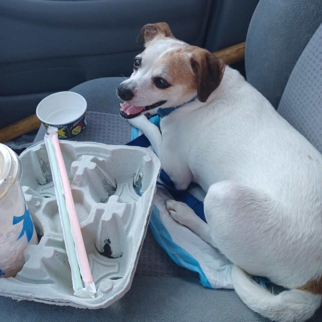 Enlarge Rubicon, a Adoptable Parson Russell Terrier in Ramona, CA image 3/6