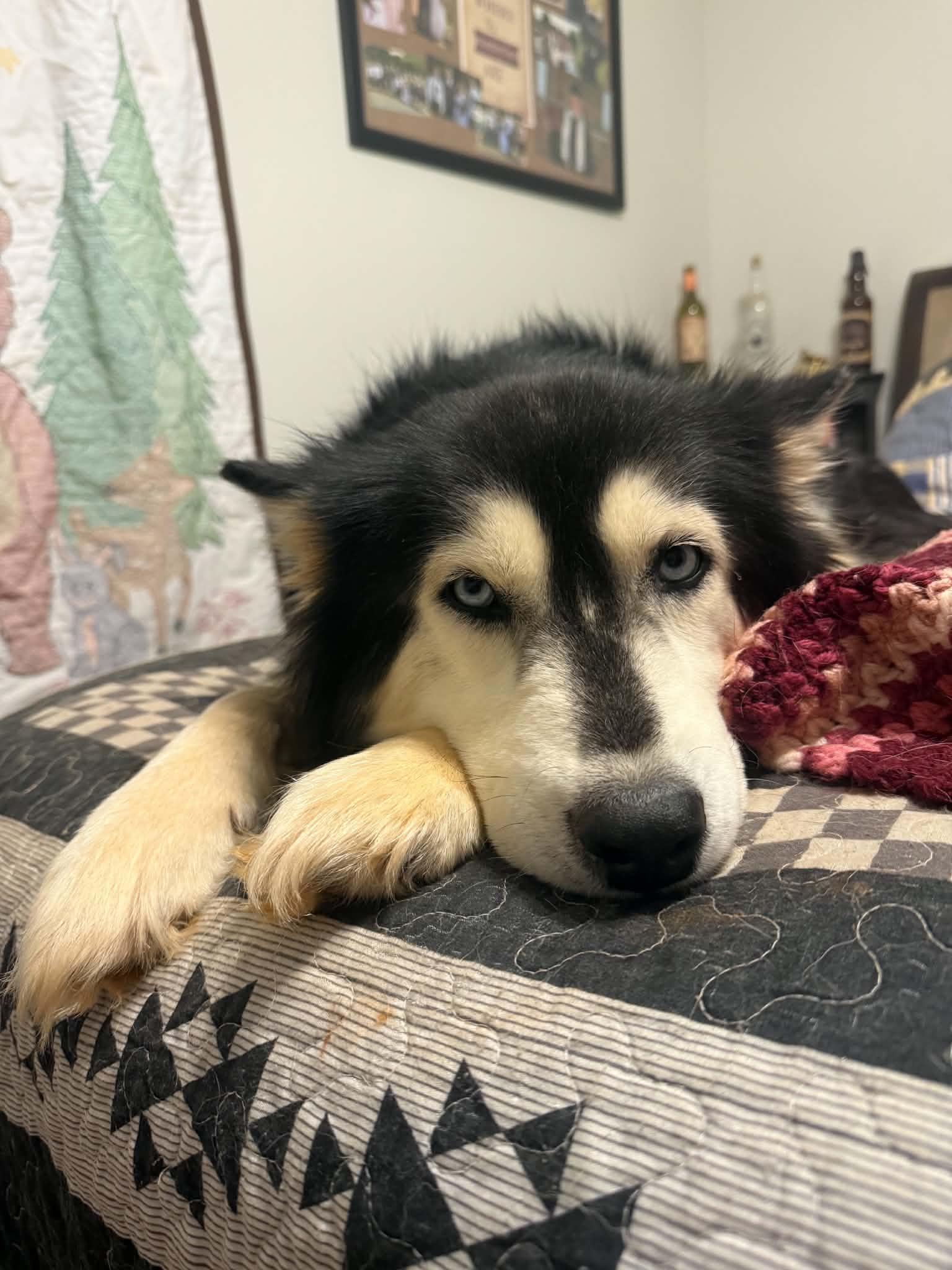 Enlarge Glacier, a Adoptable Siberian Husky in Madison, VA image 3/3