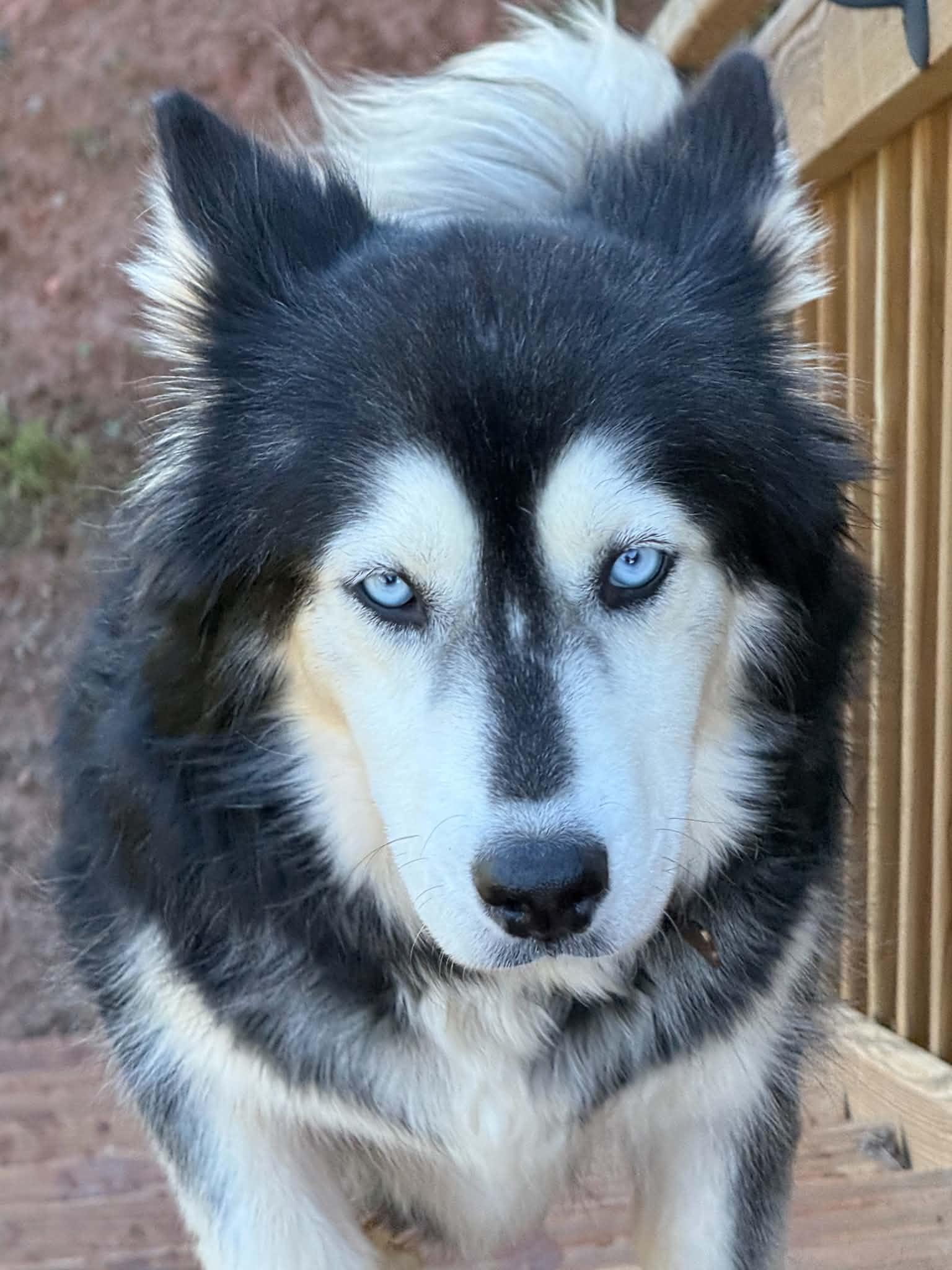 Glacier, Adoptable, Adult Female Siberian Husky.