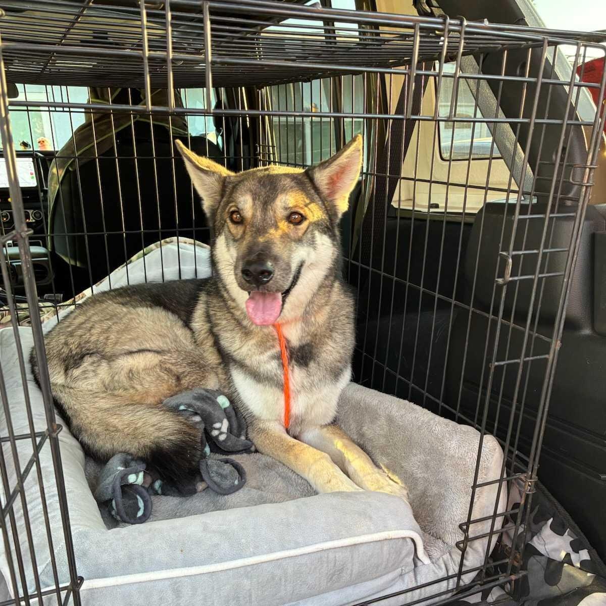 Enlarge Chewy, a Adoptable mixed breed in Seattle, WA image 4/5