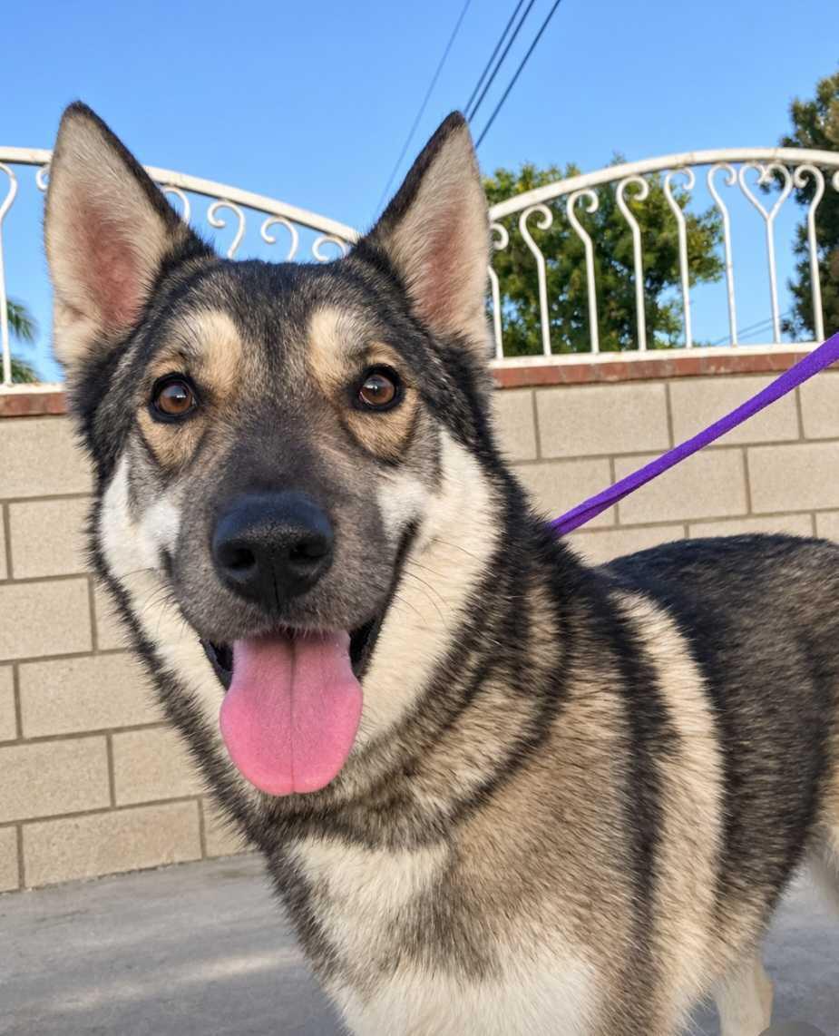 Enlarge Chewy, a Adoptable mixed breed in Seattle, WA image 2/5