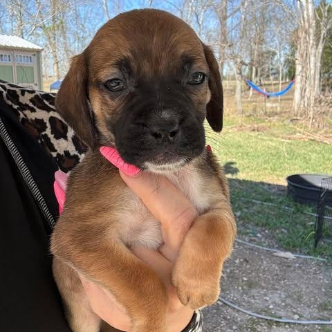 Darla, ADOPTABLE, Puppy Female Beagle.