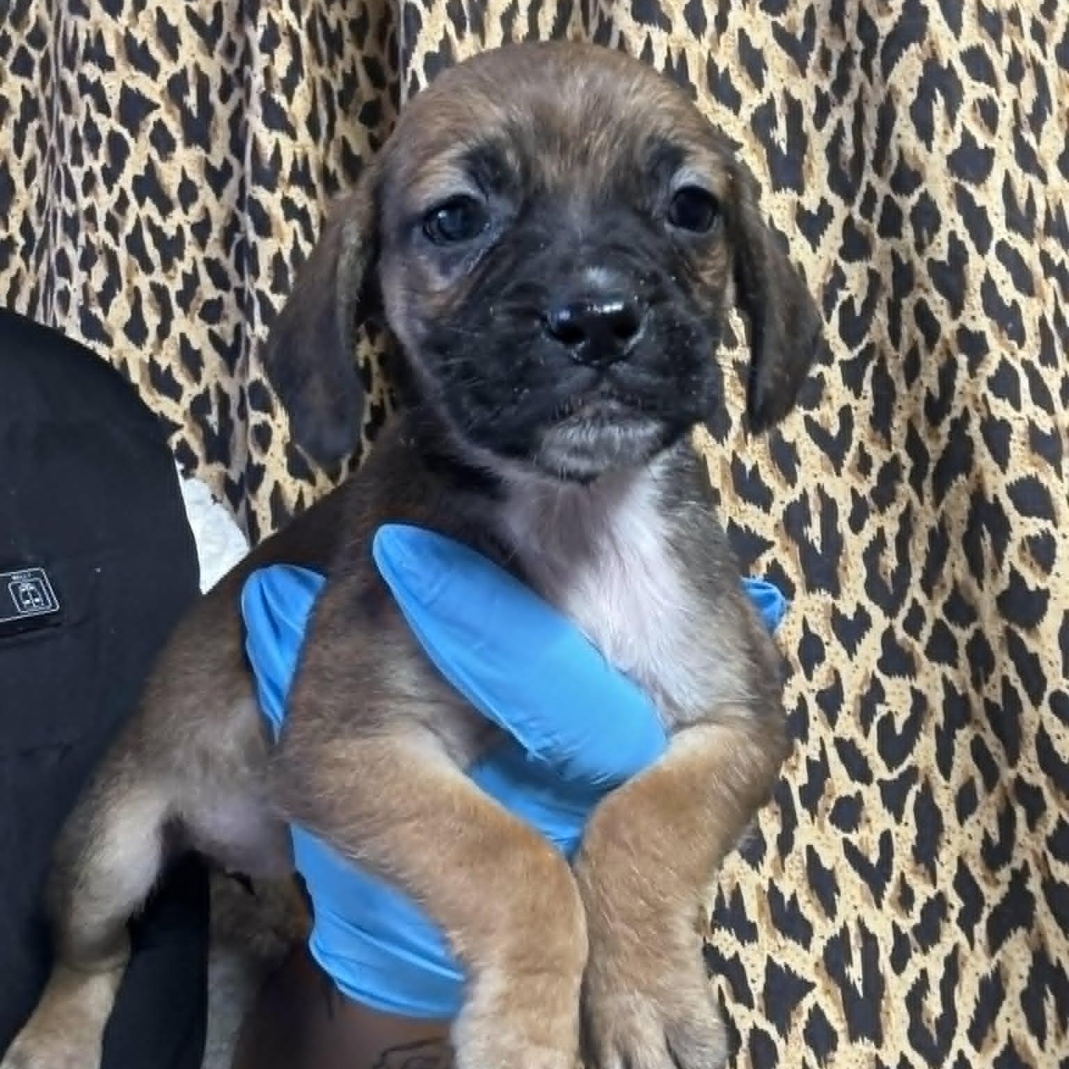 Enlarge Darla, a ADOPTABLE mixed breed in Crosby, TX image 1/1