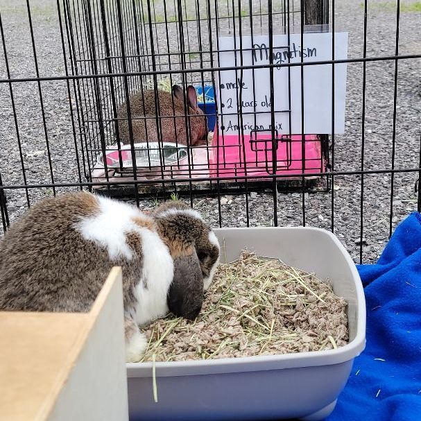 Neville, Adopted, Young Male Mini Lop & Holland Lop.