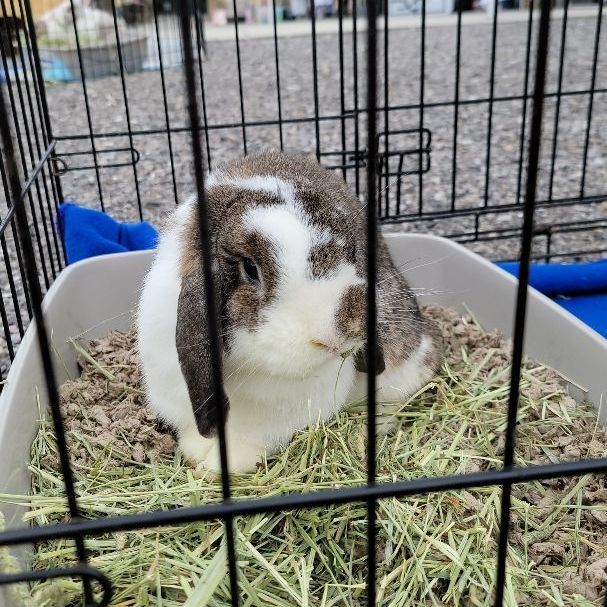 Neville, a Adopted mixed breed in Knoxville, TN image 2/6