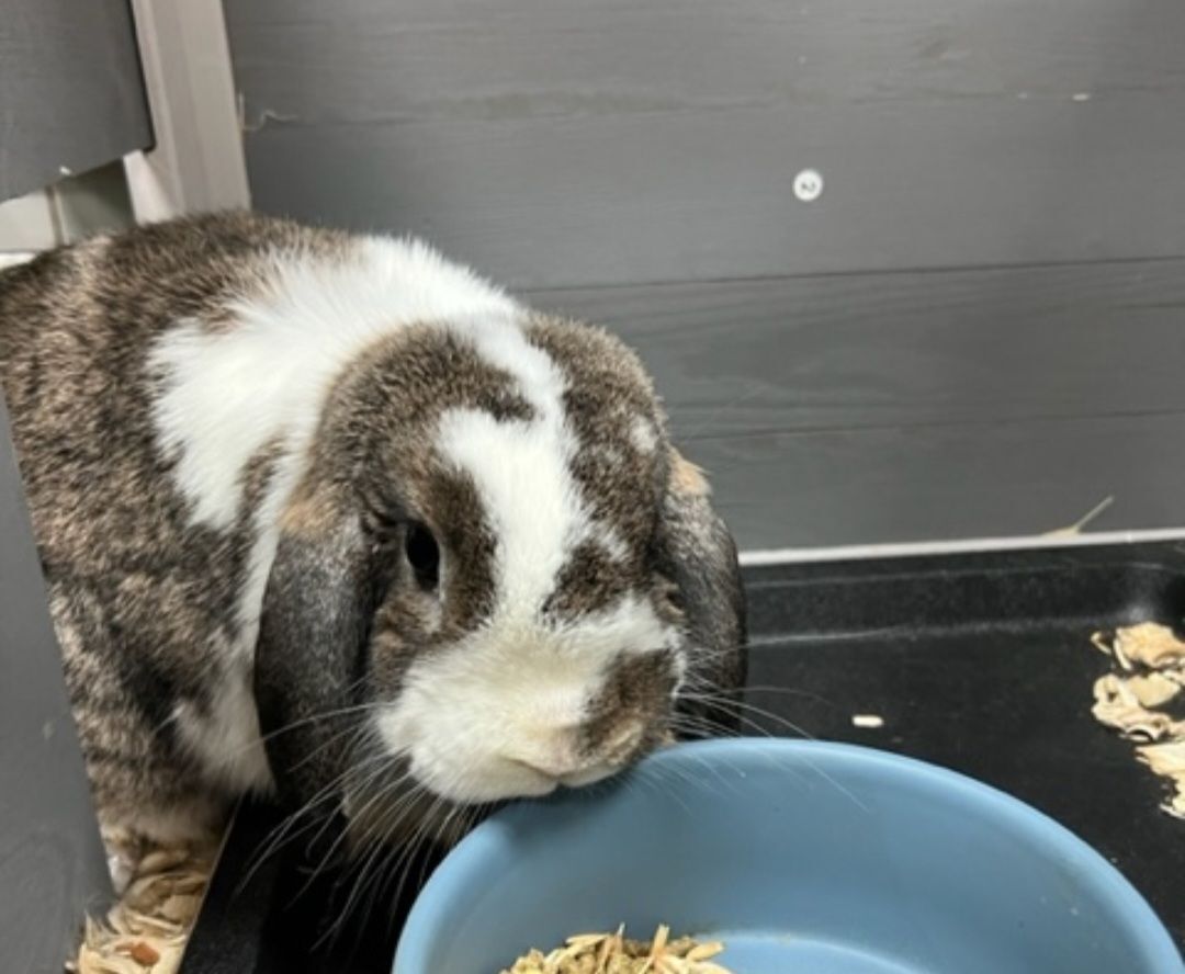 Neville, a Adopted mixed breed in Knoxville, TN image 3/6