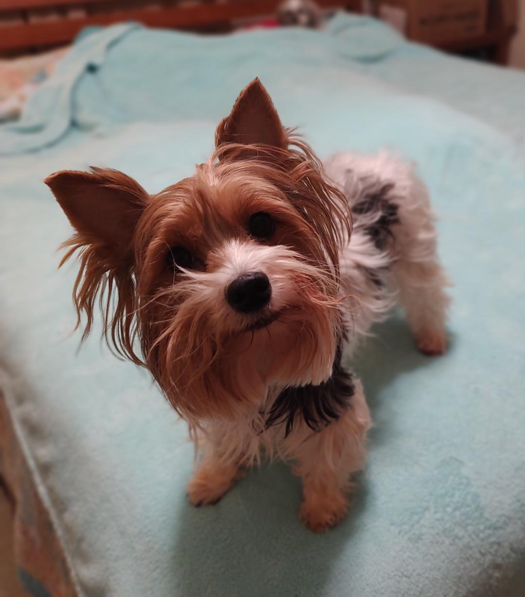 Ofelia, adoptable, Adult Female Yorkshire Terrier.