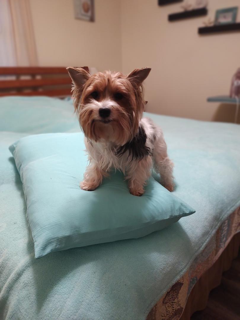 Ophelia, an adoptable Yorkshire Terrier in Mary Esther, FL image 4/4